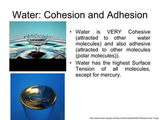 Water: Cohesion and Adhesion Water is VERY Cohesive (attracted to other  water molecules) and also adhesive (attracted to other molecules (polar molecules)). Water has the highest Surface Tension of all molecules, except for mercury. http://www.martin-waugh.com/wp-content/uploads/2007/08/water-drop-1b.jpg 