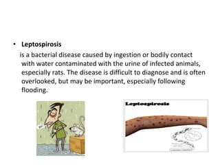 • Leptospirosis
is a bacterial disease caused by ingestion or bodily contact
with water contaminated with the urine of infected animals,
especially rats. The disease is difficult to diagnose and is often
overlooked, but may be important, especially following
flooding.
 