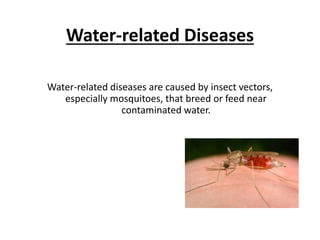 Water-related Diseases
Water-related diseases are caused by insect vectors,
especially mosquitoes, that breed or feed near
contaminated water.
 