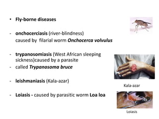 • Fly-borne diseases
- onchocerciasis (river-blindness)
caused by filarial worm Onchocerca volvulus
- trypanosomiasis (West African sleeping
sickness)caused by a parasite
- called Trypanosoma bruce
- leishmaniasis (Kala-azar)
- Loiasis - caused by parasitic worm Loa loa
Kala-azar
Loiasis
 