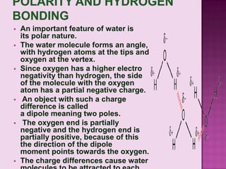    An important feature of water is
    its polar nature.
   The water molecule forms an angle,
    with hydrogen atoms at the tips and
    oxygen at the vertex.
   Since oxygen has a higher electro
    negativity than hydrogen, the side
    of the molecule with the oxygen
    atom has a partial negative charge.
    An object with such a charge
    difference is called
    a dipole meaning two poles.
    The oxygen end is partially
    negative and the hydrogen end is
    partially positive, because of this
    the direction of the dipole
    moment points towards the oxygen.
   The charge differences cause water
 