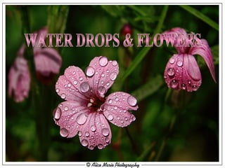 MUSIC Nana Mouskouri - Que Je Sois Un Ange PPS BY RAISSA WATER DROPS & FLOWERS 