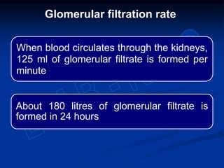 When blood circulates through the kidneys,
125 ml of glomerular filtrate is formed per
minute
About 180 litres of glomerular filtrate is
formed in 24 hours
Glomerular filtration rate
 
