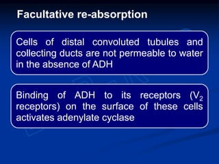 Cells of distal convoluted tubules and
collecting ducts are not permeable to water
in the absence of ADH
Binding of ADH to its receptors (V2
receptors) on the surface of these cells
activates adenylate cyclase
Facultative re-absorption
 