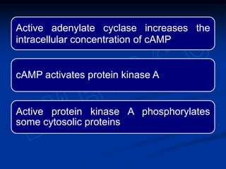 Active adenylate cyclase increases the
intracellular concentration of cAMP
cAMP activates protein kinase A
Active protein kinase A phosphorylates
some cytosolic proteins
 