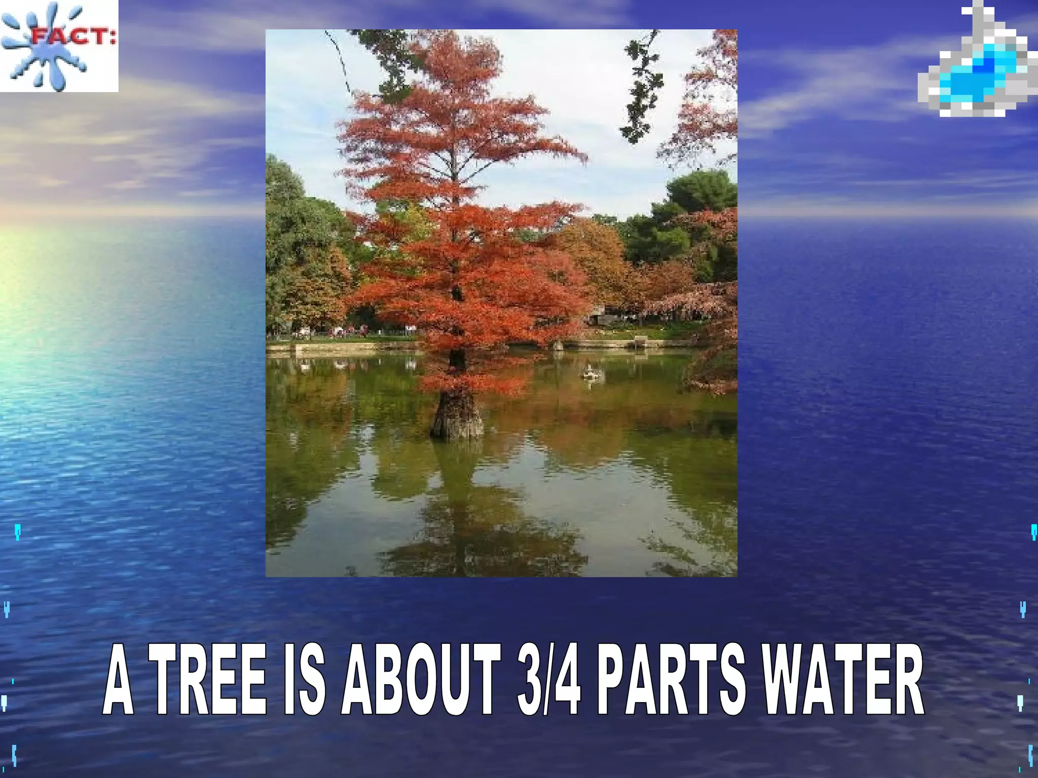 A TREE IS ABOUT 3/4 PARTS WATER 