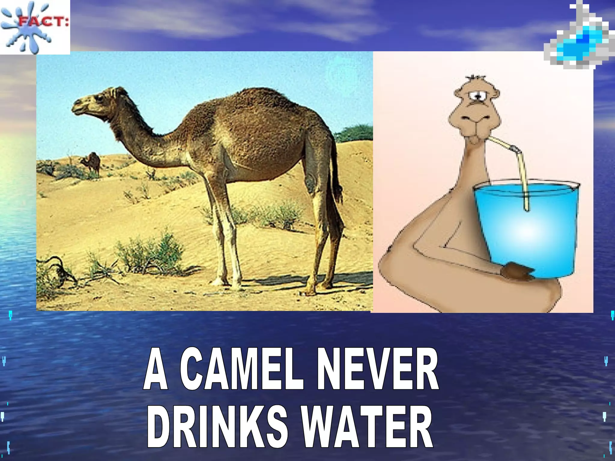 A CAMEL NEVER  DRINKS WATER 
