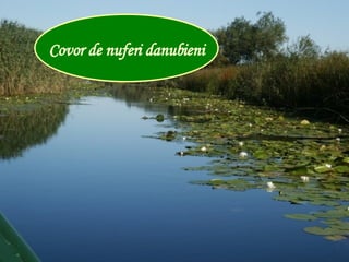Covor de nuferi danubieni 
