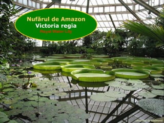 Nuf ă rul de Amazon Victoria regia Royal Water Lily 