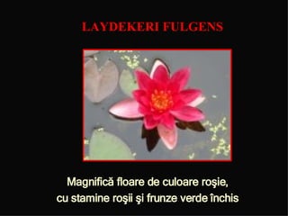 LAYDEKERI FULGENS Magnific ă floare de culoare roşie, cu stamine roşii şi frunze verde închis 