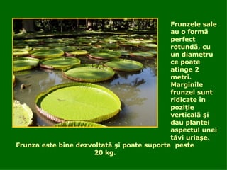 Frunzele sale au o form ă  perfect rotund ă , cu un diametru ce poate atinge 2 metri. Marginile frunzei sunt ridicate  î n pozi ţ ie vertical ă   ş i dau plantei aspectul unei t ă vi uria şe.   Frunza este bine dezvoltat ă   ş i poate suporta  peste 20 kg . 