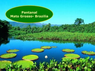 Pantanal Mato Grosso- Brazilia 