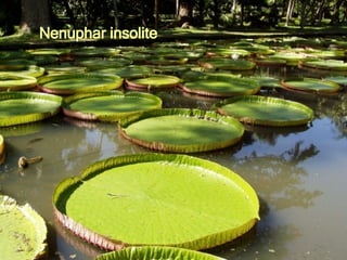 Nenuphar insolite 