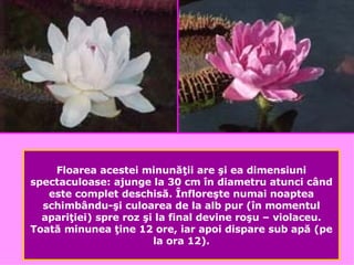 Floarea acestei minun ăţ ii are  ş i ea dimensiuni spectaculoase: ajunge la 30 cm  î n diametru atunci c â nd este complet deschis ă .  Î nflore ş te numai noaptea schimb â ndu- ş i culoarea de la alb pur ( î n momentul apari ţ iei) spre roz  ş i la final devine ro ş u – violaceu. Toat ă  minunea  ţ ine 12 ore, iar apoi dispare sub ap ă  (pe la ora 12) . 