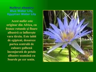Nufărul albastru Blue Water Lily, Egyptian Water Lily   Acest nufăr este originar din Africa, cu frun z e rotunde şi floare albastră ce înfloreşte vara târziu .  Este iubit de egipteni, deoarece partea centrală de culoare galbenă înconjurată de petale albastre seamănă cu Soarele pe cer senin.  