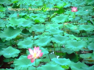 Singapore, Botanic Gardens 