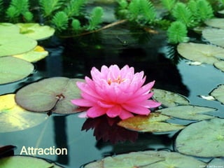 Attraction 