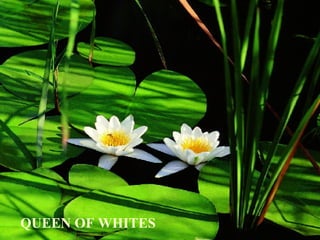 QUEEN OF WHITES   