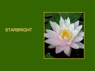 STARBRIGHT 