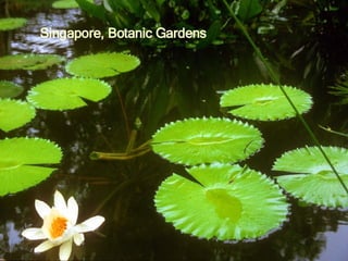 Singapore, Botanic Gardens 