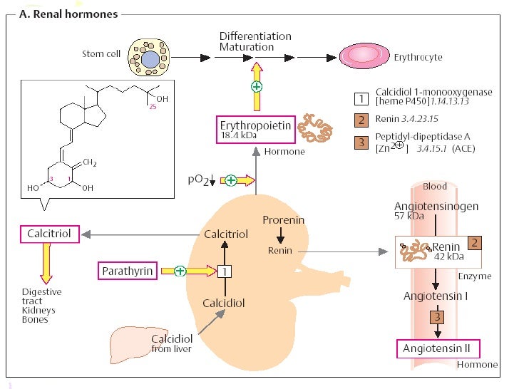 Water minerals metabolism & kidney function