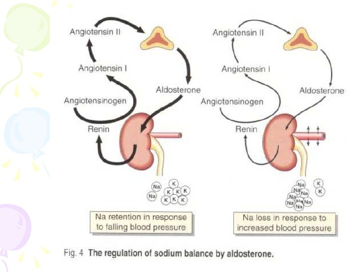 Calcitriol Hormone Function