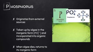 P hosphorus
✘ Originates from external
sources
✘ Taken up by algae in the
inorganic form [PO4
3−
] and
incorporated into organic
compounds
✘ When algae dies, returns to
its inorganic form
 