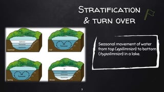 Stratification
& turn over
Seasonal movement of water
from top (epilimnion) to bottom
(hypolimnion) in a lake.
3
 