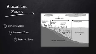 Biological
Zones
Euphotic Zone
Littoral Zone
Benthic Zone
 
