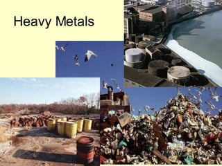 Heavy Metals 