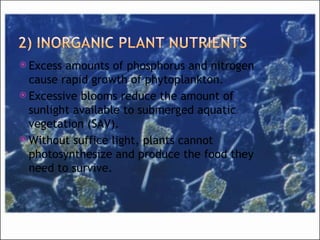 Excess amounts of phosphorus and nitrogen cause rapid growth of phytoplankton. Excessive blooms reduce the amount of sunlight available to submerged aquatic vegetation (SAV). Without suffice light, plants cannot photosynthesize and produce the food they need to survive. 