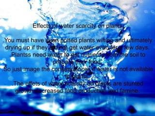 Effects of water scarcity on plants
.You must have seen potted plants wilting and ultimately
drying up if they did not get water even for a few days.
.Plantss need water to get nutrients from the soil to
prepare their food.
.So just image the consequences if water is not available
to plants.
.The effets of water scarcity on plants are stunted
growth,decreased food production and famine.
 