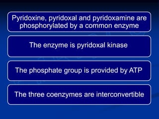 Pyridoxine, pyridoxal and pyridoxamine are
phosphorylated by a common enzyme
The three coenzymes are interconvertible
The phosphate group is provided by ATP
The enzyme is pyridoxal kinase
 