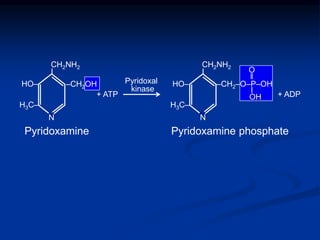 N
HO‒
H3C‒
‒CH2OH
CH2NH2
I
CH2NH2
I
HO‒
H3C‒
‒CH2‒O‒P‒OH
+ ATP + ADP
‖
O
OH
Pyridoxamine Pyridoxamine phosphate
Pyridoxal
kinase
N
I
 