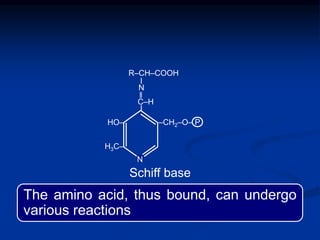 Schiff base
The amino acid, thus bound, can undergo
various reactions
Ι
‖
Ι
H3C‒
HO‒ ‒CH2‒O‒ P
C‒H
R‒CH‒COOH
N
N
 