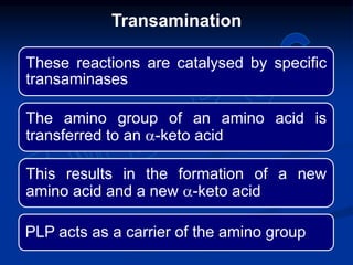 These reactions are catalysed by specific
transaminases
The amino group of an amino acid is
transferred to an a-keto acid
This results in the formation of a new
amino acid and a new a-keto acid
PLP acts as a carrier of the amino group
Transamination
 