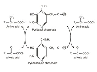 Subjects deficient in thiamin retain most of the
test dose in tissues and excrete less in urine
 Measurement of transketolase activity in
erythrocytes can confirm the diagnosis
NH2 NH2
| |
R — CH — COOH1
R — C — COOH1
R — CH — COOH2
CHO
|
|
HO—
HO—
H C—3
H C—3
N
N
—CH O — P2—
—CH O — P2—
CH NH2 2
Amino acid
Pyridoxal phosphate
Pyridoxamine phosphate
Amino acid
a-Keto acid
O
||
R — C — COOH2
a-Keto acid
O
||
N
N
 