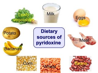 Dietary
sources of
pyridoxine
Leafy
vegetables
Meat
Eggs
Milk
Wheat
Corn Beans
Potato
Bananas
 