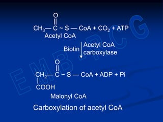 Carboxylation of acetyl CoA
CH3— C ~ S — CoA + CO2 + ATP
CH2— C ~ S — CoA + ADP + Pi
Acetyl CoA
Malonyl CoA
Acetyl CoA
carboxylase
Biotin
O
||
O
||
COOH
|
 