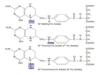 H N2 N
N
N
H
5
H
N
10
CH — N —2 — C — N — CH
| |
CHO COOH
COOH
|
CH2
|
CH2
|
O
||
H
|
H N2 N
N
N
|
CH3
5
H
N
10
CH — N —2 — C — N — CH
| |
H COOH
COOH
|
CH2
|
CH2
|
O
||
H
|
N -Methyl-H -folate
5
4
N -Formyl-H -folate (f -H -folate)
10 10
4 4
H N2 N
N
N
|
CH
||
NH
5
H
N
10
CH — N —2 — C — N — CH
| |
H COOH
COOH
|
CH2
|
CH2
|
O
||
H
|
N -Formimino-H -folate (fi -H -folate)5 5
4 4
|
OH
|
OH
|
OH
 