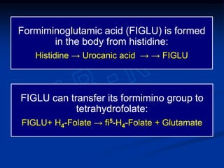 Formiminoglutamic acid (FIGLU) is formed
in the body from histidine:
Histidine → Urocanic acid → → FIGLU
FIGLU can transfer its formimino group to
tetrahydrofolate:
FIGLU+ H4-Folate → fi5-H4-Folate + Glutamate
 