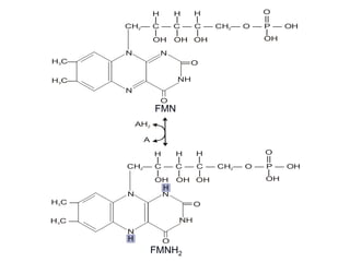 H C—3
||
CH — C — C — C — CH — O — P — OH2 2
H
|
OH
|
OH
|
OH
|
H
|
H
|
NN
N
H C—3 O
NH
O
||
|
OH
H C —3
||
H
NN
N
H
H C —3 O
NH
FMNH2
FMN
AH2
A
CH — C — C — C — CH — O — P — OH2 2
H
|
OH
|
OH
|
OH
|
H
|
H
|
O
||
|
OH
O
O
FMN
FMNH2
H
H
 