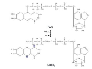 HC—3
||
NN
N
HC—3 O
NH
FAD
HC—3
||
N
HC—3 O
NH
H
N
N
H
AH 2
A
N
N
N
N
NH 2
NH 2
H
|
OH
|
OH
|
OH
|
OH
|
H
|
H
|
O
||
CH— C — C — C — CH— O — P — O — P — O — CH222
OH
|
O
||
|
|
N
N
OH
OH
H
H
OH
OH
H
H
H
H
H
H
O
O
N
N
FADH 2
H
|
OH
|
OH
|
OH
|
OH
|
H
|
H
|
O
||
CH— C — C — C — CH— O — P — O — P — O — CH222
OH
|
O
||
O
O
FAD
FADH2
AH2
A
H
H
 