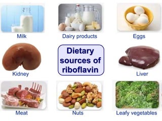 Dietary
sources of
riboflavin
Milk Dairy products Eggs
Meat Nuts Leafy vegetables
Kidney Liver
 