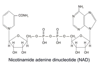 — CONH2
CH — O — P — O — P — O — CH2 2
NN
+
N
NH2
|
N
OH*OH
HH
OHOH
HH
H H HH
OO
N
OH
|
OH
|
O O
|| ||
NAD (in NADP, —OH* is esterified with phosphoric acid)
Nicotinamide adenine dinucleotide (NAD)
 