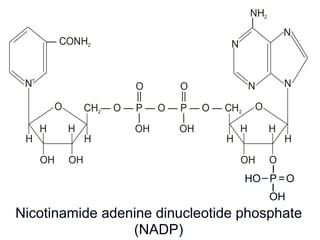 — CONH2
CH — O — P — O — P — O — CH2 2
NN
+
N
NH2
|
N
OH*OH
HH
OHOH
HH
H H HH
OO
N
OH
|
OH
|
O O
|| ||
NAD (in NADP, —OH* is esterified with phosphoric acid)
OH
Ι
P
Ι
=‒ OHO
Nicotinamide adenine dinucleotide phosphate
(NADP)
 