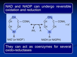 NAD and NADP can undergo reversible
oxidation and reduction
They can act as coenzymes for several
oxido-reductases
CH CHC — CONH2 C — CONH2
N
|
R
+
N
|
R
CH CHCH CH
CH CH2
NAD (or NADP )
+ +
NADH (or NADPH)
AH2 A
+ H
+
CH2CH
N+
 