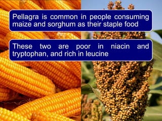 Pellagra is common in people consuming
maize and sorghum as their staple food
These two are poor in niacin and
tryptophan, and rich in leucine
 