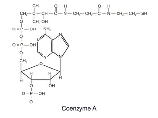 N
N
NH2
|
N
OH
H
O
H
H
N
O = P — OH
H
|
|
CH2
|
O = P — OH
CH C CH C N CH CH2 2 2— — — — — — — C — N — CH — CH — SH2 2
CH3
|
H
|
H
|
O
||
O
||
CH3
| |
OH
|
O
|
|
O
O
|
O = P — OH
|
O
Coenzyme A
N
NN
N
O
 
