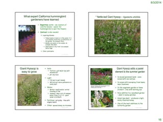 8/3/2014
16
What expert California hummingbird
gardeners have learned
 Repetition works : use clusters of
colorful blooms – easier for
hummingbirds to spot the flowers
 Contrast is also needed:
 Layering blooms:
 Tallest plants in back or in the center if it
is accessible around the circumference of
the garden. An example: Phlox
 Middle size plants in the middle. An
example: Bee Balm
 Small plants in the front. An example:
Salvia Sage
 Color contrasts:
© Project SOUND © Project SOUND
* Nettle-leaf Giant Hyssop – Agastache urticifolia
© 2004, Ben Legler
© Project SOUND
Giant Hyssop is
easy to grow
 Soils:
 Texture: just about any well-
drained soil
 pH: any local
 Light:
 Full sun to part-shade
 Will attract more pollinators in
sunny spot
 Water:
 Winter: needs water; winter
flooding is fine
 Summer: likes a bit of summer
water Zone 2 or 2-3 – good
under a birdbath
 Fertilizer: not picky – fine with
organic mulch
 Other: spread slowly via rhizomes
© Project SOUND
Giant Hyssop adds a pastel
element to the summer garden
 In mixed perennial beds – even
mixed with non-natives
 In areas with overspray from lawns,
near fountains
 In the vegetable garden or home
orchard – fine with morning sun
 Nice addition to a woodland garden
– plant in sunny patches
 Great bee plant – produces a light,
minty-flavored honey
 One of the best additions to the
butterfly garden
http://webcache.googleusercontent.com/search?q=cache:qxNbk1BRhPMJ:forums.gardenweb.com/forums/load/salvia/msg021927179459.html+Agastache+urticifolia+propag
ation&cd=29&hl=en&ct=clnk&gl=us
 